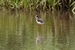 Himantopus mexicanus melanurus