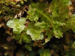 Plagiomnium venustum