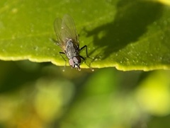 Anthomyia oculifera