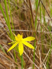 Tricoryne elatior