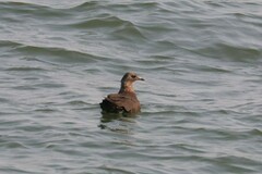 Stercorarius parasiticus