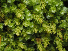 Plagiomnium venustum