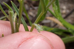 Harpagonella palmeri