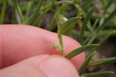 Harpagonella palmeri