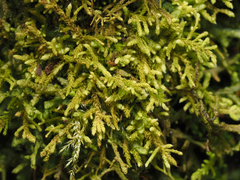 Claopodium crispifolium
