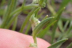 Harpagonella palmeri