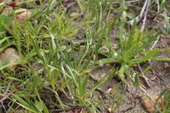 Harpagonella palmeri