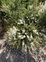 Melaleuca lanceolata