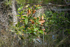 Magnolia grandiflora