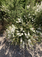 Melaleuca lanceolata
