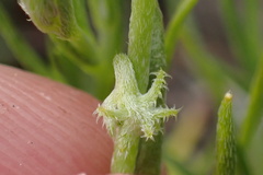 Harpagonella palmeri