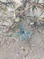 Dicoria canescens