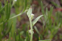 Harpagonella palmeri