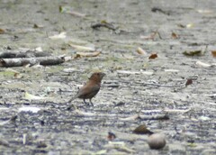 Cyanocompsa parellina