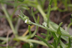 Harpagonella palmeri