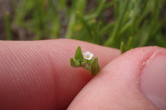 Harpagonella palmeri