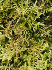 Claopodium crispifolium