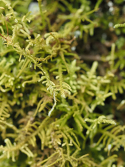 Claopodium crispifolium