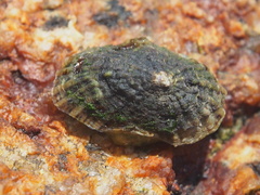 Patelloidea
