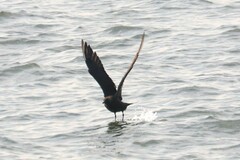 Stercorarius parasiticus