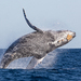 Humpback Whale - Photo (c) José Antonio Linage Espinosa, some rights reserved (CC BY-NC), uploaded by José Antonio Linage Espinosa