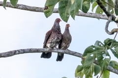 Patagioenas speciosa