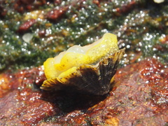 Patelloidea