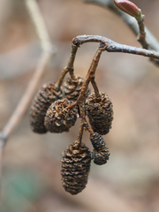 Alnus rubra