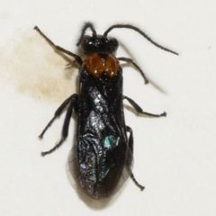 Atomacera decepta