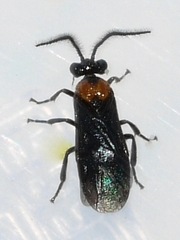 Atomacera decepta