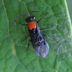 Atomacera decepta