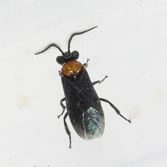 Atomacera decepta