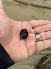 Ocenebrinae