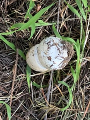 Amanita novinupta
