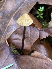 Galerina badipes