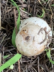 Amanita novinupta