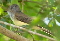 Myiarchus panamensis