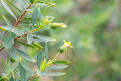 Lasiosiphon socotranus