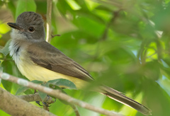 Myiarchus panamensis