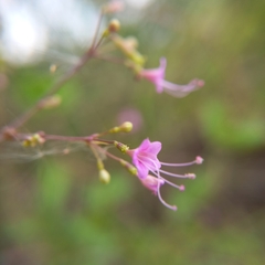 Commicarpus tuberosus