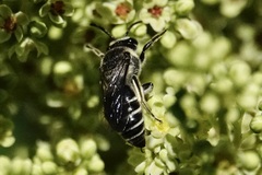 Colletes nudus