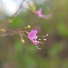 Commicarpus tuberosus