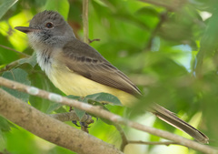 Myiarchus panamensis