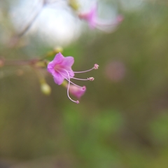 Commicarpus tuberosus