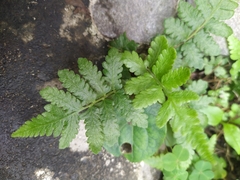 Phegopteris connectilis