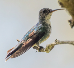 Chrysuronia coeruleogularis