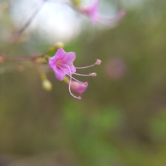 Commicarpus tuberosus