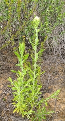 Pseudognaphalium biolettii