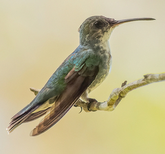 Chrysuronia coeruleogularis