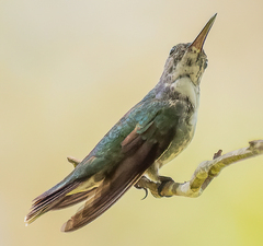 Chrysuronia coeruleogularis